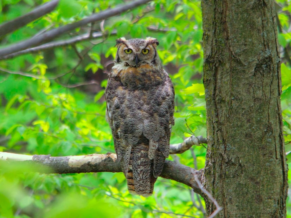 A great horned owl at the Schlitz Audubon Nature Center